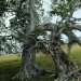 Buchen am Gardasee, auf dem Monte-Baldo-Kamm (2005)
